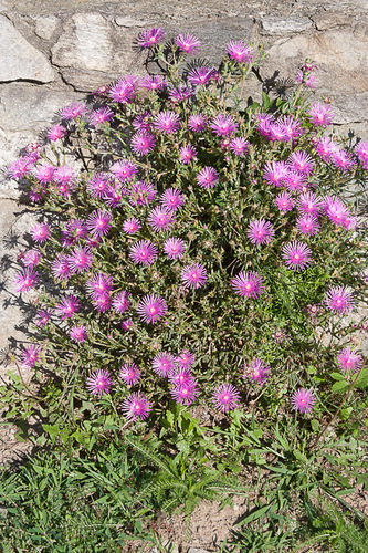 Delosperma cooperi