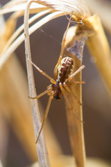 Neriene peltata