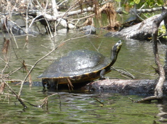 Pseudemys floridana