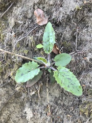 Hieracium lepidulum
