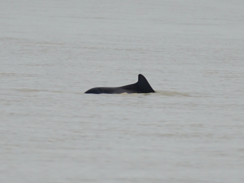 Atlantic Humpback Dolphin