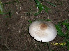 Fungi