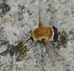 Heterostylum robustum