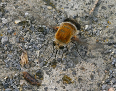 Heterostylum robustum