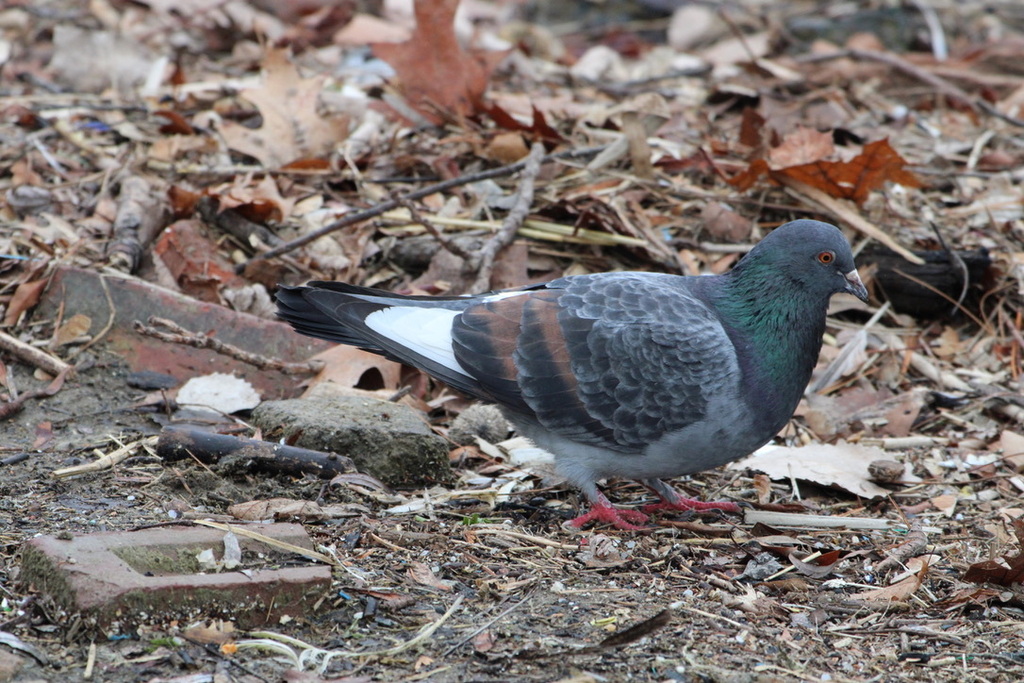Pigeon biset