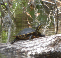 Pseudemys floridana