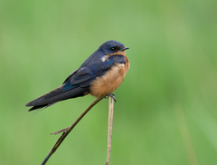 Black-And-Rufous Swallow photo 2