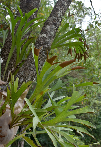 Platycerium hillii