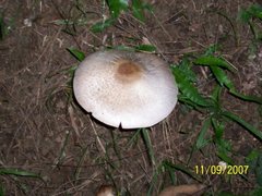 Fungi
