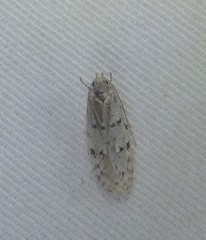 Acantholena siccella