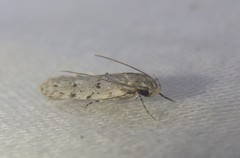 Acantholena siccella