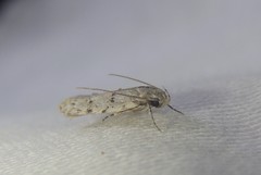 Acantholena siccella