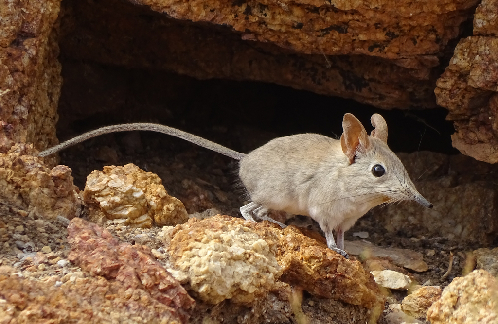 Bushveld Elephant Shrew