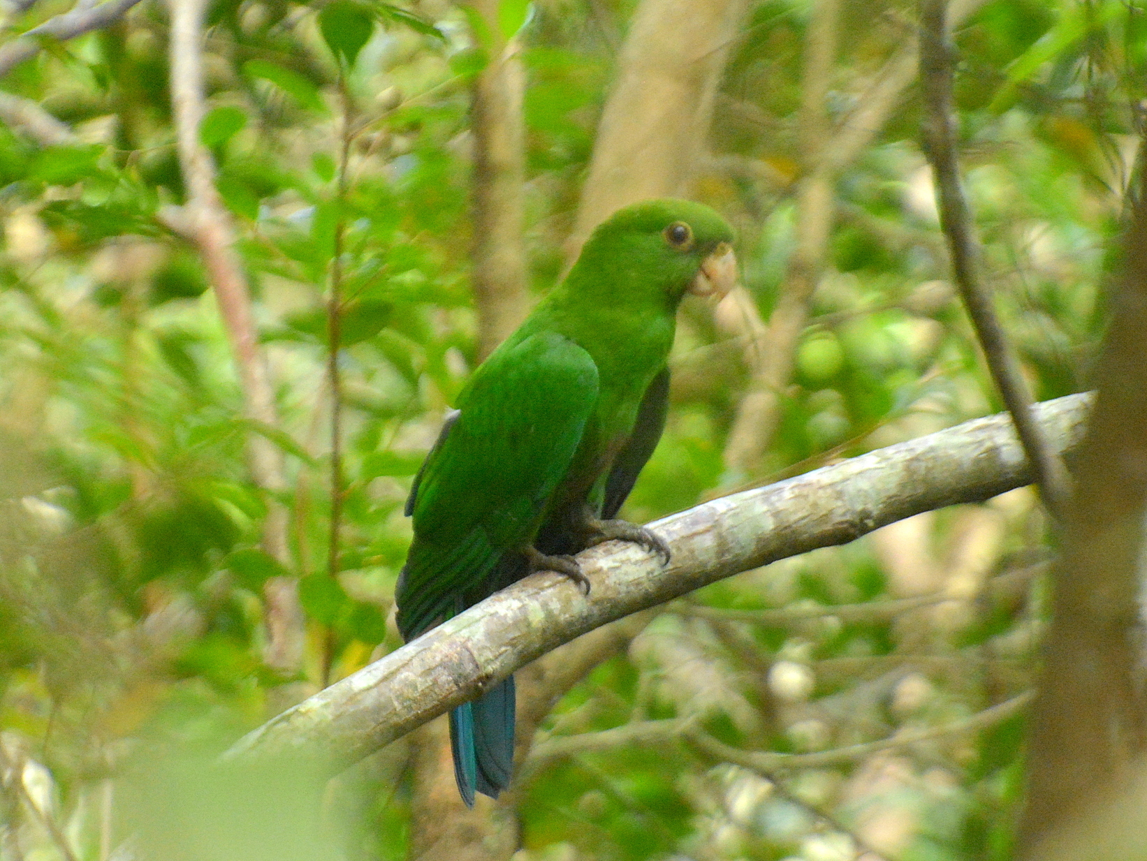 Blue-bellied Parrot (Triclaria malachitacea), photo 3
