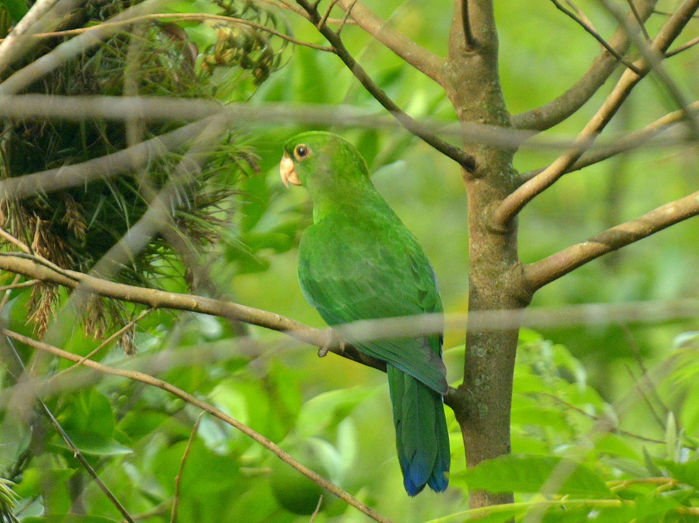Blue-bellied Parrot (Triclaria malachitacea), photo 4