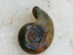 Planorbarius