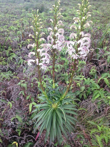 Lobelia wahiawa, 2016-11-03