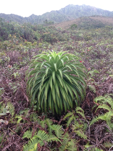 Lobelia wahiawa, 2016-11-03