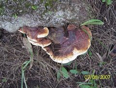 Fungi