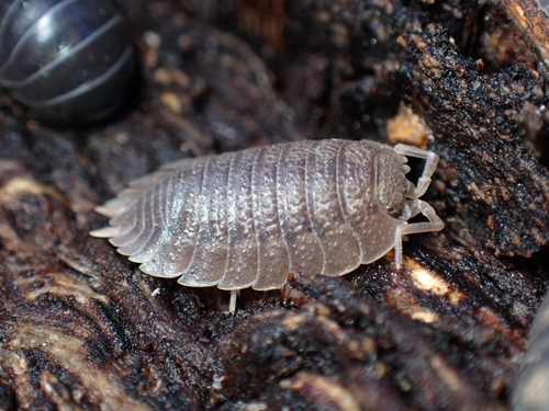 Giant Canyon Woodlouse photo 3
