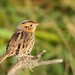 Leconte's Sparrow - Photo (c) Tate Putman, some rights reserved (CC BY-NC), uploaded by Tate Putman
