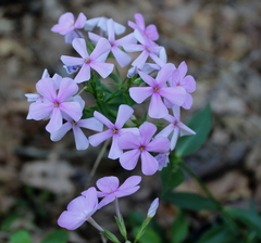 Phlox pulchra
