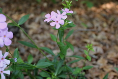 Phlox pulchra