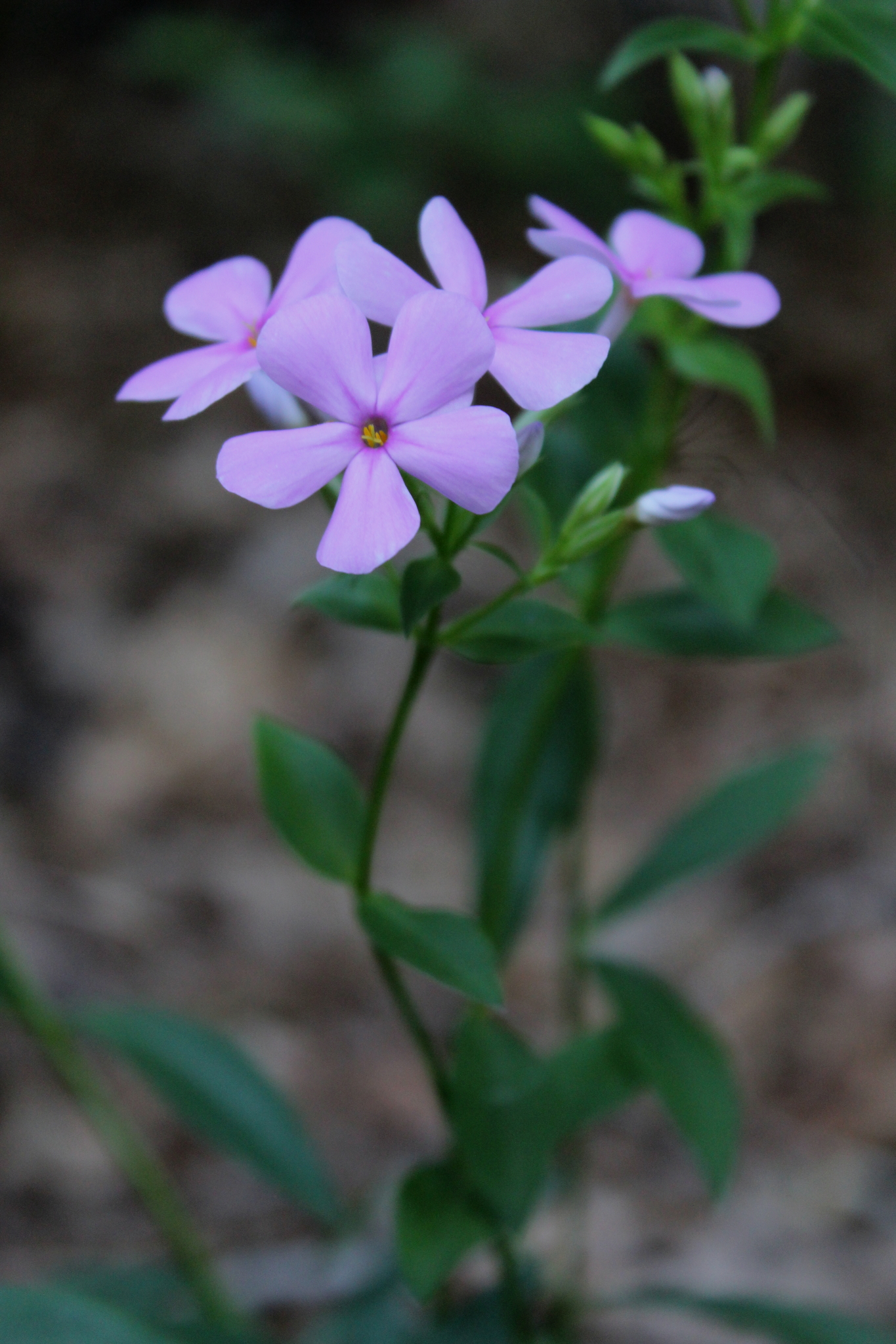 Phlox pulchra
