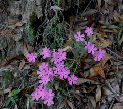 Phlox nivalis