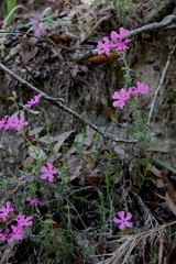 Phlox nivalis