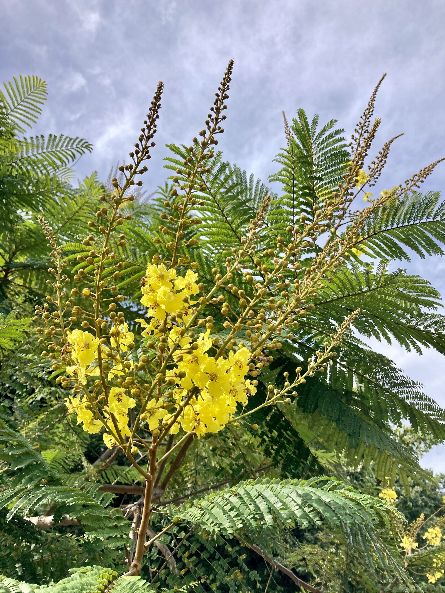 Imagem de Ipê-amarelo