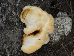 Fungi