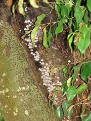 Fungi