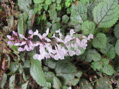 Plectranthus ciliatus