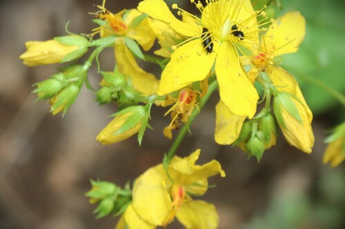 Hypericum montbretii (Hypericum montbretii)