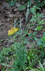 Polygala boykinii