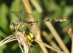 Phanogomphus militaris