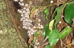 Fungi