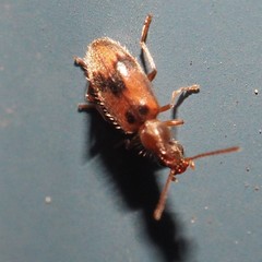Notoxus desertus