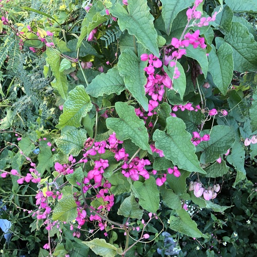 Coral Vine