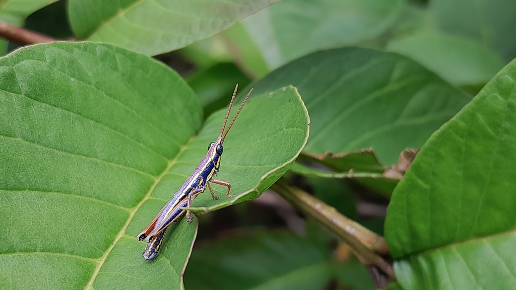 Ambositracris ornata
