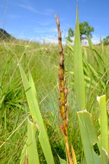 Watsonia lepida