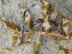 Carpophyllum flexuosum