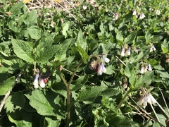 Symphytum × hidcotense