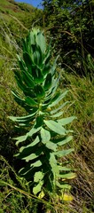 Euryops evansii