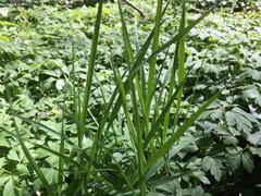 Poa nemoralis
