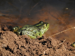 Pelophylax bedriagae
