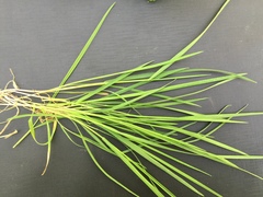 Poa nemoralis