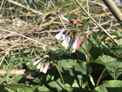 Symphytum × hidcotense