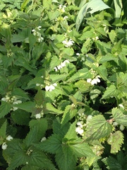 Lamium album